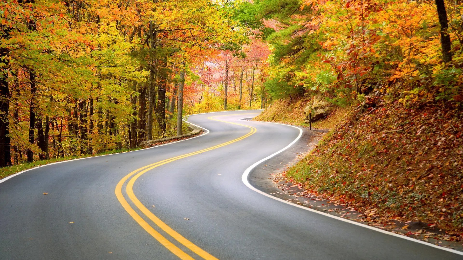 Winding road surrounded by autumn colours