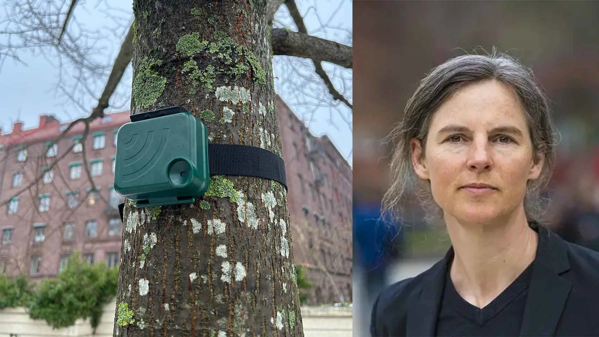 A green plastic device placed on a tree trunk in a park. Portrait pic of Meta Berghauser Pont.